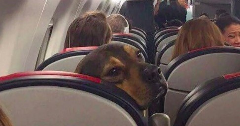 bolso-para-llevar-a-tu-perro-contigo-en-tu-vuelo-consejos-importantes
